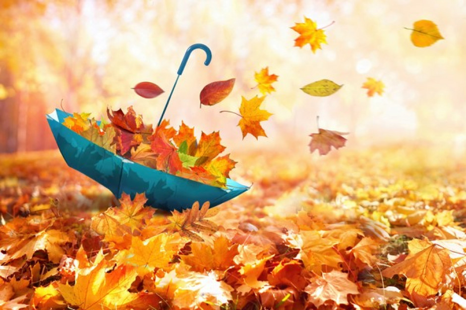 parasol w jesiennych liściach